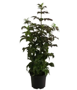 Holunder 'Black Tower' -Gartenbedarf Förderung 7662810 WE FS 001 SambucusBlackTowerSaeulenholunderDehnerExpressHerzig