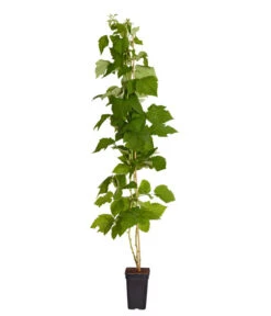 Dehner Gourmet Garten Himbeere 'Homecane®' -Gartenbedarf Förderung 7666662 PR FS 002 Himbeere HomeCaneDehnerExpressZS