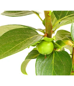 Dehner Kaki 'Rojo Brillante' - Kaki-Pflaume 'Rojo Brillante' 12 Dehner Kaki 'Rojo Brillante' - Kaki-Pflaume 'Rojo Brillante' -Gartenbedarf Förderung 7693377 PR DE 001 KakiRojoBrillanteBUDehnerExpressHerzig