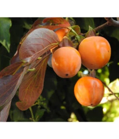 Dehner Kaki 'Rojo Brillante' - Kaki-Pflaume 'Rojo Brillante' 10 Dehner Kaki 'Rojo Brillante' - Kaki-Pflaume 'Rojo Brillante' -Gartenbedarf Förderung 7693377 WE DE 005 KakiDiospyrosKakipflaumeRojoBrillante Pixabay