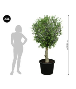 XXL Olivenbaum, Ca. 180-220 Cm -Gartenbedarf Förderung 7724784 WE BG 001 XXLOlivenbaum180200cm