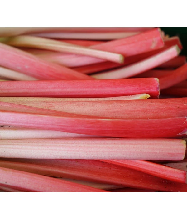 Rhabarber 'Livingstone' 3 Rhabarber 'Livingstone'