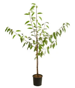 Kirschen-Duo 'Regina/Napoleon' -Gartenbedarf Förderung 7738792 WE FS 001 PrunusKirscheDuoReginaNapoleon