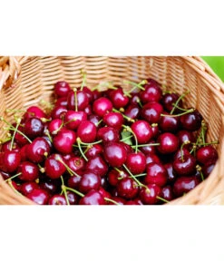 Kirschen-Duo 'Regina/Napoleon' -Gartenbedarf Förderung 7738792 WE MO 001 KirschenDuoReginaNapoleon Pixabay