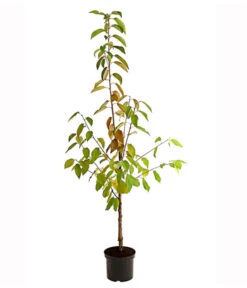 Kirschen-Duo 'Regina/Merchant' -Gartenbedarf Förderung 7738800 PR FS 001 KirschenDuoReginaMerchant95LiterDehnerExpressHerzig