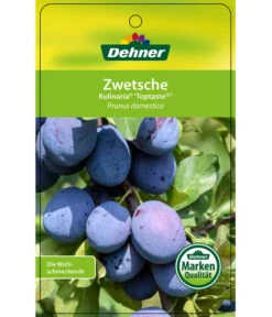 Zwetschge 'Kulinaria-Toptaste' -Gartenbedarf Förderung 7763881 ZwetscheKulinariaToptaste Etikett 1