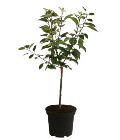 Apfel 'Vampira' 5 Apfel 'Vampira' -Gartenbedarf Förderung 7771470 WE FS 001 MalusVampiraRotfleischigerApfel