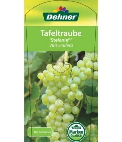 Tafeltraube 'Stefanie' -Gartenbedarf Förderung 7773278 TafeltraubeStefanie Etikett 1