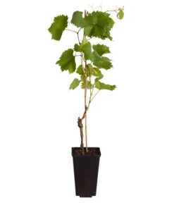 Tafeltraube 'Stefanie' -Gartenbedarf Förderung 7773708 WE FS 001 VitisViniferaWeinErdbeertraube3LiterDehnerExpressZS