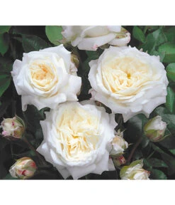 Edelrosen-Mix 'Nostalgie®' -Gartenbedarf Förderung 7800063 BildD 001 EdelrosenNostalgieMixNostalgieRosenTantauRet