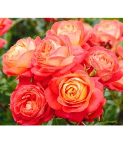 Edelrosen-Mix 'Nostalgie®' -Gartenbedarf Förderung 7800063 BildD 005 EdelrosenNostalgieMixNostalgieRosenTantauRet