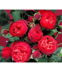 Edelrosen-Mix 'Nostalgie®' -Gartenbedarf Förderung 7800063 BildD 007 EdelrosenNostalgieMixNostalgieRosenTantauRet