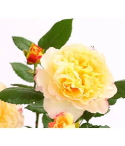 Edelrosen-Mix 'Nostalgie®' -Gartenbedarf Förderung 7800063 PR DE 001 NostalgieRosen6LiterEdelroseAquarellDehnerExpressHerzig