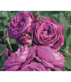 Edelrosen-Mix 'Nostalgie®' -Gartenbedarf Förderung 7800063 PR MO 001 RoseHeidiKlumRosenTantauRet