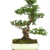 Bonsai Fukientee - Carmona Microphylla, 12-15 Jahre 1 Bonsai Fukientee - Carmona Microphylla, 12-15 Jahre -Gartenbedarf Förderung 7976996 WE FS 001 BonsaiFukienteeCarmonaMicrophyllaBis15JahreDehnerExpressHerzig3