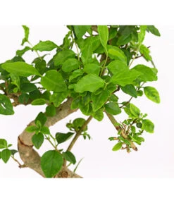 Bonsai Chinesischer Liguster - Ligustrum Sinensis, Anfänger-Set 8 Bonsai Chinesischer Liguster - Ligustrum Sinensis, Anfänger-Set -Gartenbedarf Förderung 7977069 WE DE 001 GeschenksetBonsaiChinesischerLigusterLigustrumSinensis6JahreDehnerExpressHerzig