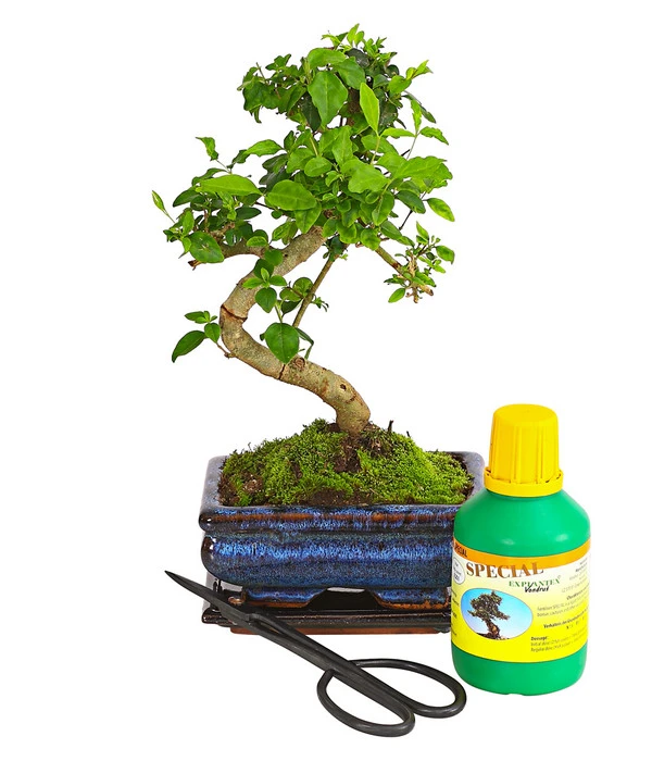 Bonsai Chinesischer Liguster - Ligustrum Sinensis, Anfänger-Set 3 Bonsai Chinesischer Liguster - Ligustrum Sinensis, Anfänger-Set