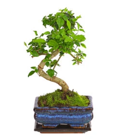 Bonsai Chinesischer Liguster - Ligustrum Sinensis, Anfänger-Set 7 Bonsai Chinesischer Liguster - Ligustrum Sinensis, Anfänger-Set -Gartenbedarf Förderung 7977069 WE FS 002 GeschenksetBonsaiChinesischerLigusterLigustrumSinensis6JahreDehnerExpressHerzig