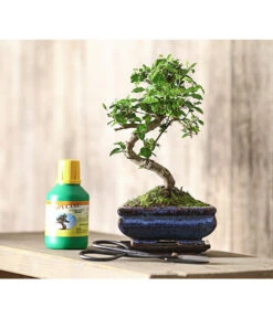 Bonsai Chinesischer Liguster - Ligustrum Sinensis, Anfänger-Set 9 Bonsai Chinesischer Liguster - Ligustrum Sinensis, Anfänger-Set -Gartenbedarf Förderung 7977069 WE MO 001 GeschenksetBonsaiChinesischerLigusterLigustrumSinensis6JahreDehnerExpressHerzig