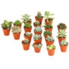 Mini Kakteen- & Sukkulenten-Set, Verschiedene Sorten, 20-teilig -Gartenbedarf Förderung 7977358 WE FS 001 MiniKakteenUndSukkulenten20erMixDehnerExpressHerzig