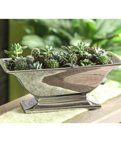 Mini Kakteen- & Sukkulenten-Set, Verschiedene Sorten, 20-teilig -Gartenbedarf Förderung 7977358 WE MO 005 MiniKakteenUndSukkulenten20erMix