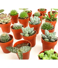 Mini Kakteen- & Sukkulenten-Set, Verschiedene Sorten, 20-teilig -Gartenbedarf Förderung 7977358 we DE 001 MiniKakteenUndSukkulenten20erMixDehnerExpressHerzig