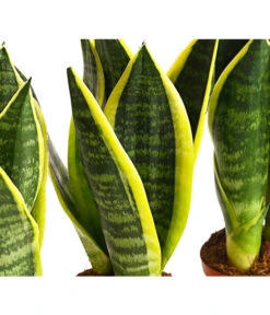 Bogenhanf - Sansevieria Trifasciata, 3er-Set -Gartenbedarf Förderung 7977713 PR DE 001 SansevieriaTrifasciataBogenhanf3erSetT9StreckeDehnerExpressHerzig