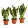 Bogenhanf - Sansevieria Trifasciata, 3er-Set 1 Bogenhanf - Sansevieria Trifasciata, 3er-Set -Gartenbedarf Förderung 7977713 PR FS 001 SansevieriaTrifasciataBogenhanf3erMixT9StreckeDehnerExpressHerzig
