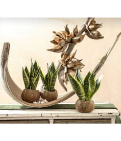 Bogenhanf - Sansevieria Trifasciata, 3er-Set -Gartenbedarf Förderung 7977713 PR MO 001 SansevieriaTrifasciataBogenhanf3erMixT9StreckeDehnerExpressHerzig