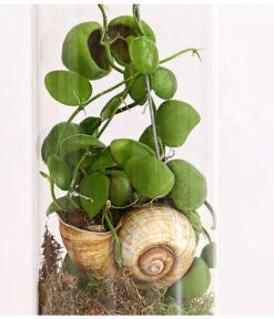 Schneckenhauspflanze Im Glas - Dischidia Pectinoides 'Snaily' -Gartenbedarf Förderung 7977796 PR DE 001 SnailyDischidiaPectenoidesSchneckenhauspflanzeImAcrylglasDehnerExpressHerzig