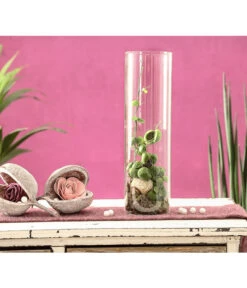 Schneckenhauspflanze Im Glas - Dischidia Pectinoides 'Snaily' -Gartenbedarf Förderung 7977796 PR MO 001 SnailyDischidiaPectenoidesSchneckenhauspflanzeImAcrylglasDehnerExpressHerzig