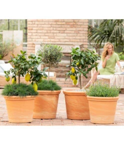 Spang Terrakotta-Topf Toscana, Rund 10 Spang Terrakotta-Topf Toscana, Rund -Gartenbedarf Förderung 8037780 7120942 8092108 3697612 WE MO 001 SpaetsommerTerrasseCitrusOliveLavandulaFestuca