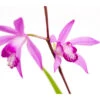 Dehner Japanorchidee - Gartenorchidee 1 Dehner Japanorchidee - Gartenorchidee -Gartenbedarf Förderung 8049454 WE DE 001 JapanorchideeBletillaStriataT9DehnerExpressZS