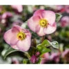 Schneerose 'Ice 'n' Roses® Early Rose' - Helleborus Gold Collection® -Gartenbedarf Förderung 8096093 WE MO 002 SchneeroseHelleborusEarlyRose