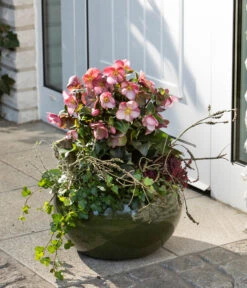 Schneerose 'Ice 'n' Roses® Early Rose' - Helleborus Gold Collection® -Gartenbedarf Förderung 8096093 WE MO 003 SchneeroseHelleborusEarlyRose