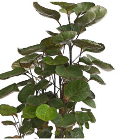 Glänzende Fiederaralie - Polyscias Scutellaria 'Fabian' 5 Glänzende Fiederaralie - Polyscias Scutellaria 'Fabian' -Gartenbedarf Förderung 8203317 PR DE 001 PolysciasFabianT19DehnerExpressHerzig