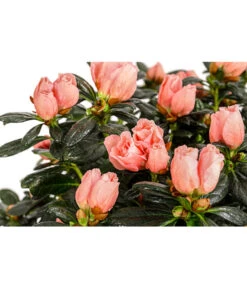 Zimmerazalee - Rhododendron Simsii 'Christine®', Rosa, Stämmchen -Gartenbedarf Förderung 8206070 PR DE 001 RhododendronSimsiiAzaleeChristineStaemmchenT19DehnerExpressHerzig