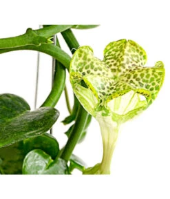 Kletternde Leuchterblume - Ceropegia Sandersonii, Säule -Gartenbedarf Förderung 8212193 PR DE 001 CeropegiaSandersoniiFallschirmblumeT12DehnerExpressHerzig