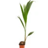 Kokospalme - Cocos Nucifera -Gartenbedarf Förderung 8215436 WE FS 001 CocosPalmeDehnerExpressHerzig