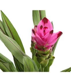 Indische Safranwurz - Curcuma Alismatifolia 9 Indische Safranwurz - Curcuma Alismatifolia -Gartenbedarf Förderung 8217341 PR DE 001 CurcumaSarletLilaT15DehnerExpressHerzig