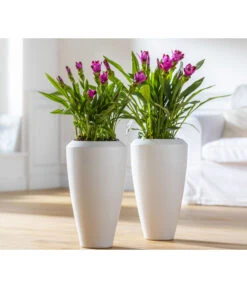 Indische Safranwurz - Curcuma Alismatifolia 8 Indische Safranwurz - Curcuma Alismatifolia -Gartenbedarf Förderung 8217341 WE MO 001 Curcuma2021GC08