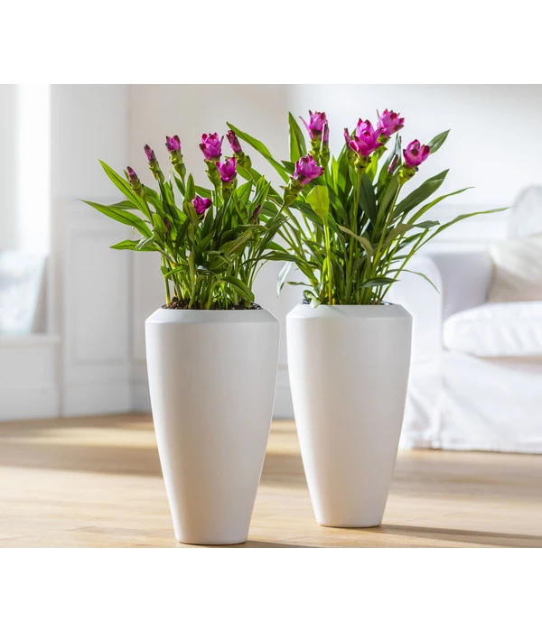 Indische Safranwurz - Curcuma Alismatifolia 5 Indische Safranwurz - Curcuma Alismatifolia – Bild 3