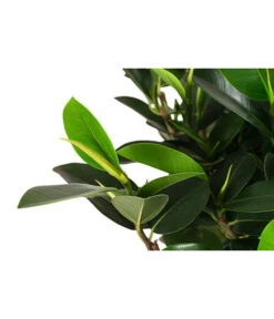 Australischer Feigenbaum 'Australis' 5 Australischer Feigenbaum 'Australis' -Gartenbedarf Förderung 8227829 PR DE 001 FicusAustralisStammT21DehnerExpressHerzig