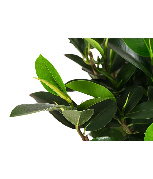 Australischer Feigenbaum 'Australis' 4 Australischer Feigenbaum 'Australis' – Bild 2