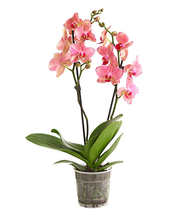 Schmetterlingsorchidee - Phalaenopsis Cultivars, Sonderfarben 3 Schmetterlingsorchidee - Phalaenopsis Cultivars, Sonderfarben – Bild 2