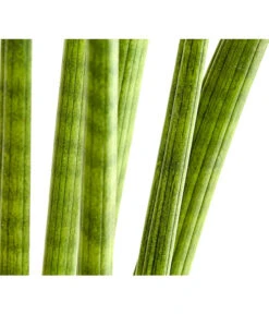 Bogenhanf - Sansevieria Cylindrica 'Straight' -Gartenbedarf Förderung 8241127 PR DE 001 SansevieriaCylindricaBogenhanfT17DehnerExpressHerzig