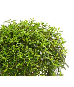 Brautmyrte, Stämmchen -Gartenbedarf Förderung 8244626 PR WE 001 MyrtusStammDehnerExpressHerzig