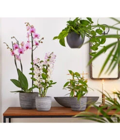 Vanille-Orchidee - Vanilla Planifolia -Gartenbedarf Förderung 8250045 8251399 8250045 825153 PR MO 001 Orchideen02BL20