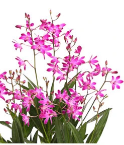 Duft-Traubenorchidee - Dendrobium Kingianum 'Berry' 7 Duft-Traubenorchidee - Dendrobium Kingianum 'Berry' -Gartenbedarf Förderung 8250714 WE DE 001 DendrobiumBerryDuftOWT12DehnerExpressHerzig