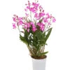 Duft-Traubenorchidee - Dendrobium Kingianum 'Berry' -Gartenbedarf Förderung 8250714 WE FS 001 DendrobiumBerryDuftT12OWDehnerExpressHerzig